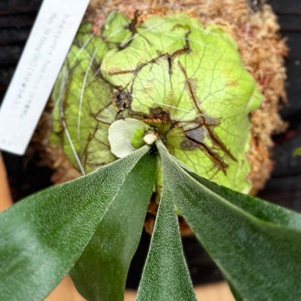 観葉植物：コウモリラン SSフーン 千手観音 板付け*吊り