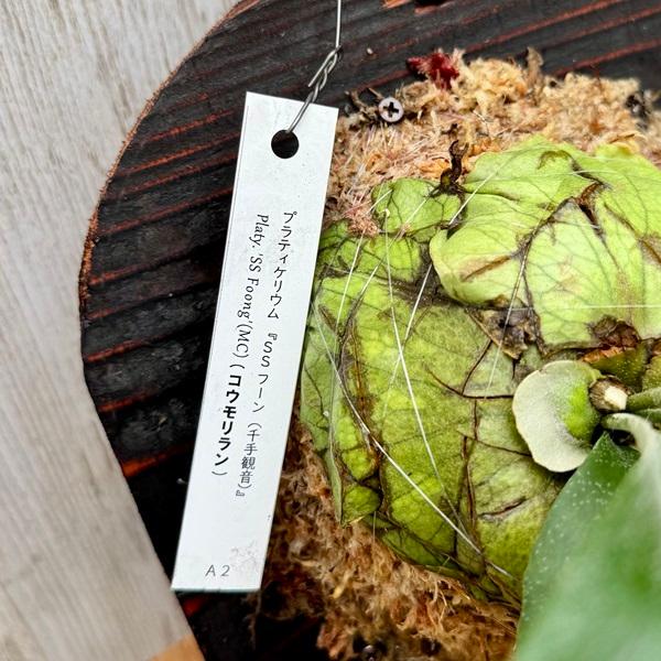 観葉植物：コウモリラン SSフーン 千手観音 板付け*吊り ビカクシダ