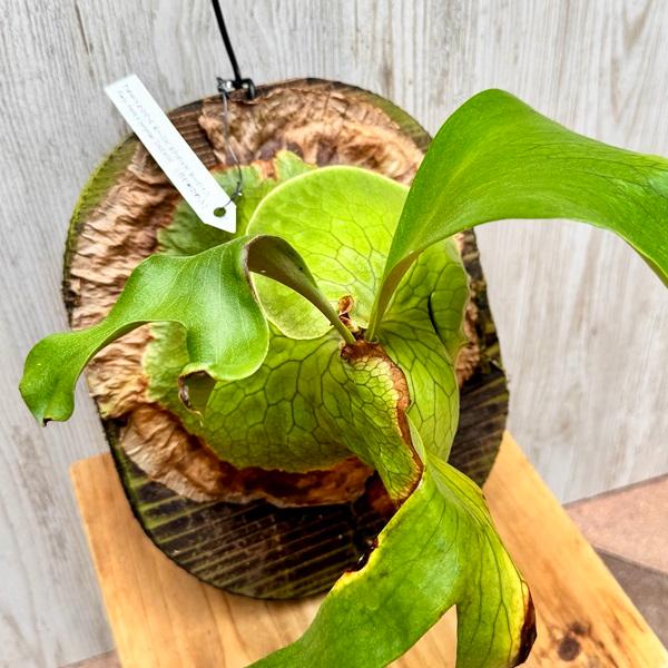 ビカクシダ　ホーンサプライズ ビカクシダ ホーンズサプライズ 着生板大サイズ 板付 【観葉植物 室内