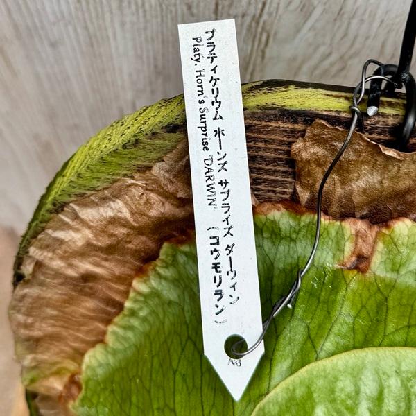 観葉植物：コウモリラン ホーンズサプライズ ダーウィン 板付け*吊り 