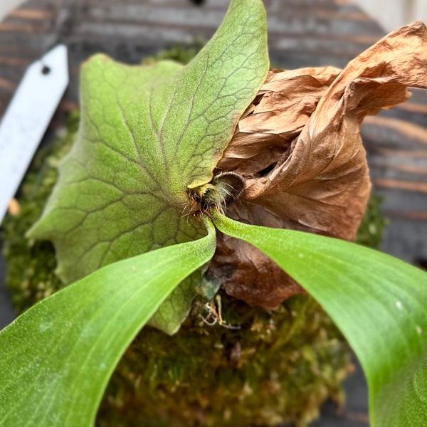 観葉植物：コウモリラン アルシコルネ×エレファントティス 板付け*吊り