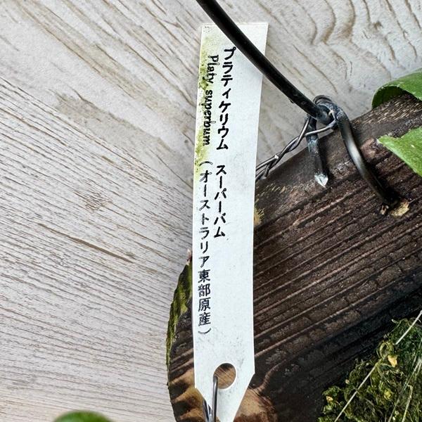観葉植物：コウモリラン スパーバム 板付け*吊り ビカクシダ