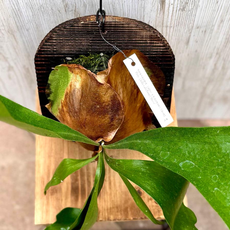 観葉植物：コウモリラン ムース 板付け*吊り ビカクシダ Platycerium