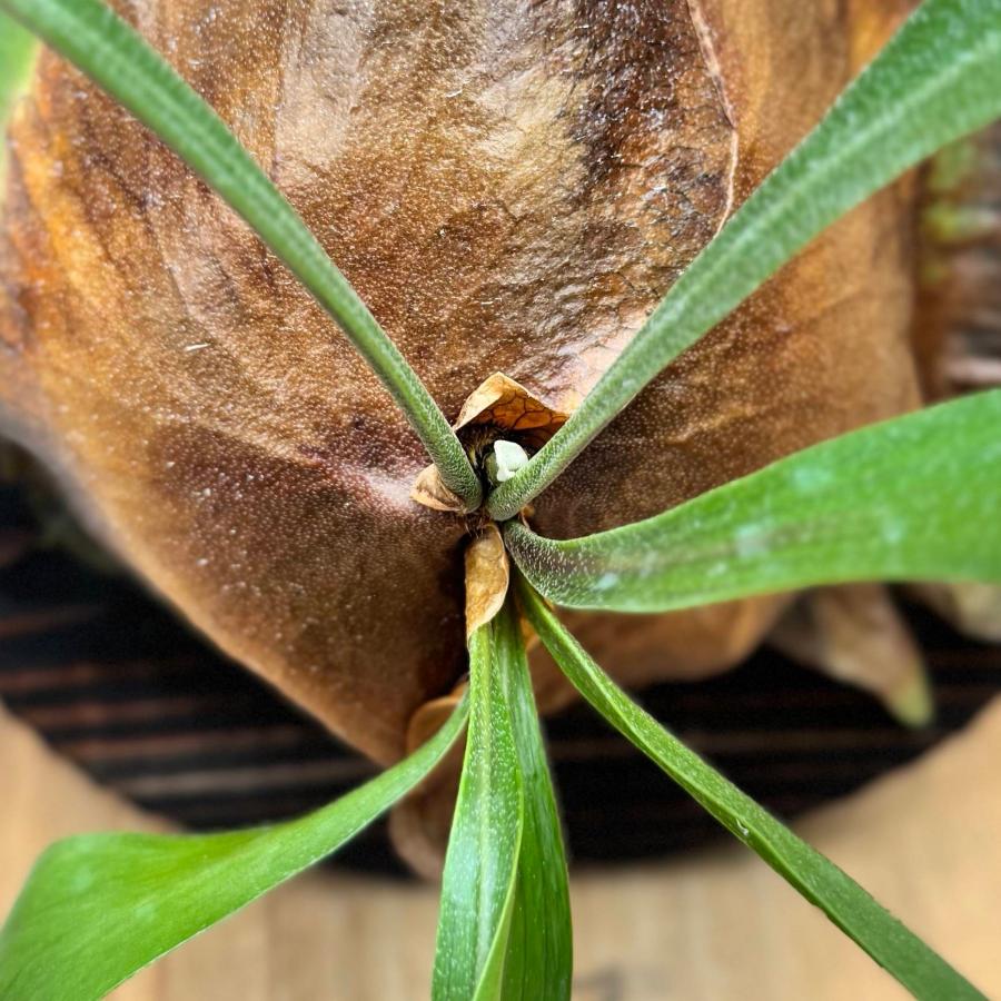 観葉植物：コウモリラン ムース 板付け*吊り ビカクシダ Platycerium