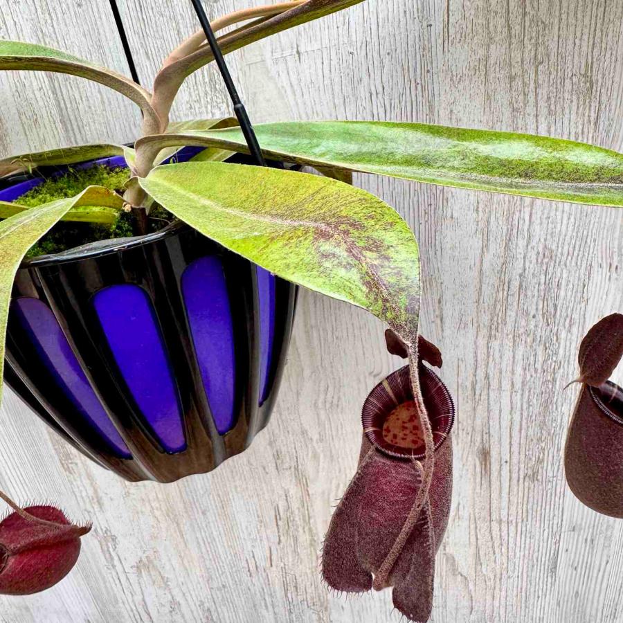希少品種 観葉植物 食虫植物：ウツボカズラ ネペンテス ブラック