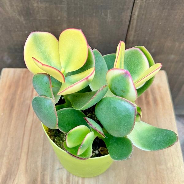 ③金のなる木（花芽付き）極太 観葉植物：金のなる木 花月 キラメキ*3号 プラポット : 遊恵盆栽 Yahoo