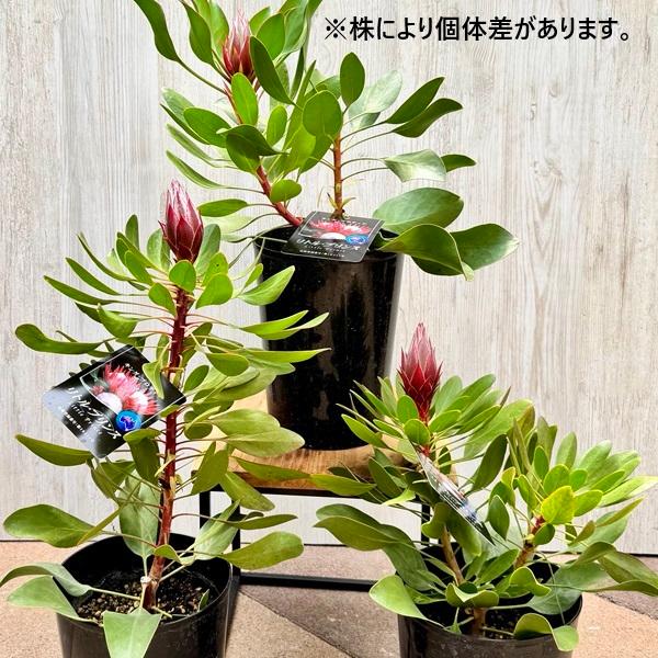 観葉植物 鉢花：キングプロティア リトルプリンス*5号 : 遊恵盆栽