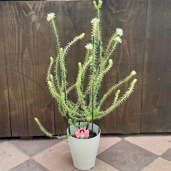 鉢花 観葉植物：フィリカ プベッセンス ワフトフェザー ハイドラ*7号