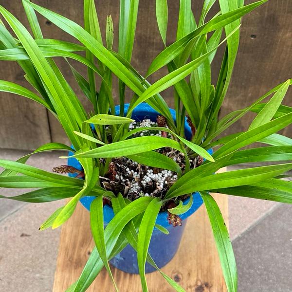 ニホンミツバチ誘引蘭 観葉：金稜辺 キンリョウヘン シンビジウム *大