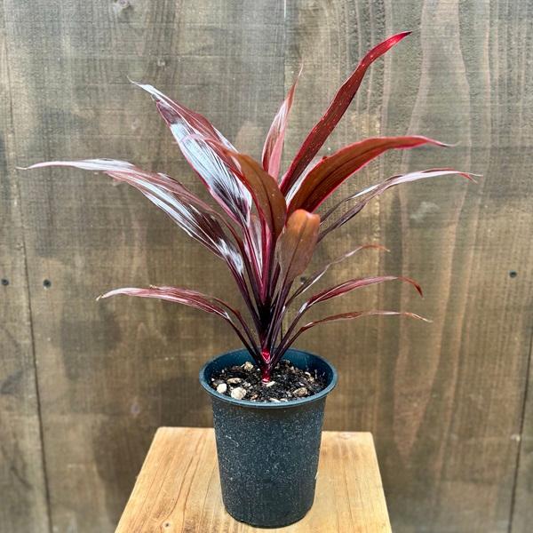観葉植物：ドラセナ アイチアカ*コルディリネ 愛知赤 4号 : 遊恵盆栽