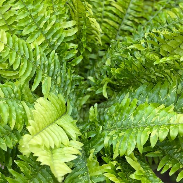 観葉植物：ネフロレピス ハッピーマーブル*7号 プラポット タマシダ