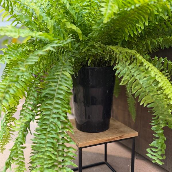 観葉植物：ネフロレピス ハッピーマーブル*7号 プラポット タマシダ