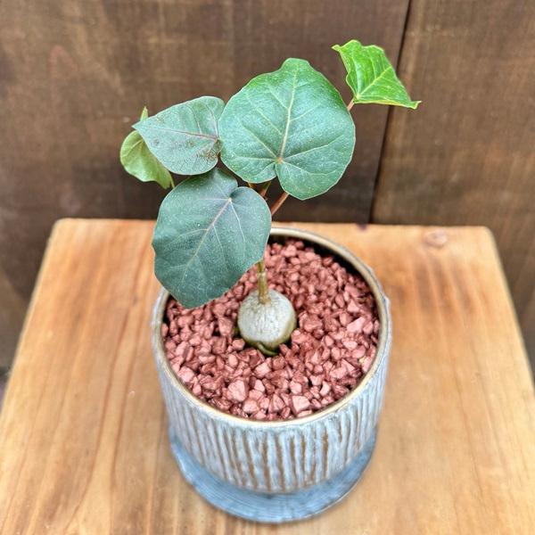 観葉植物：フィカス ペティオラリス 鉢植え*受皿付 飾り石 : 遊恵盆栽