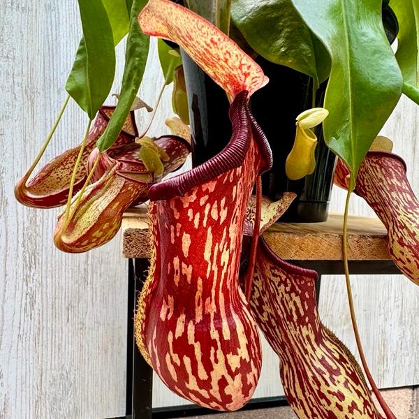 ネペンテス ガヤ 釣り鉢ごと発送 ネペンテス：ガヤ（Gaya）5号吊り鉢入り の通販 | 園芸ネット