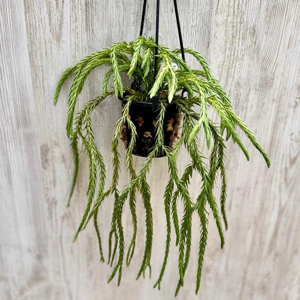 観葉植物：フペルジア カリナータ ブルースカイ*4号吊り Huperzia