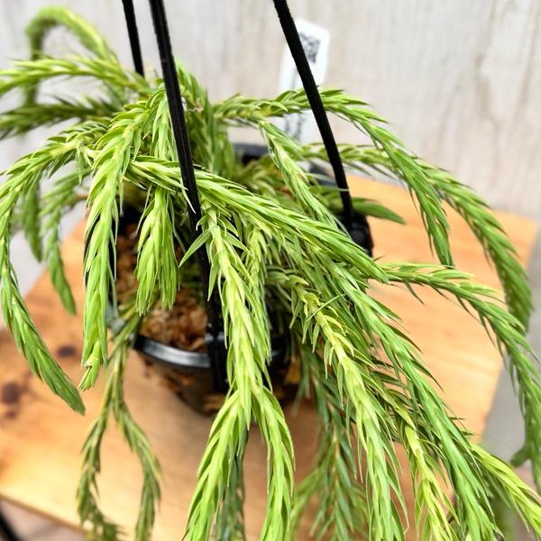 観葉植物：フペルジア カリナータ ブルースカイ*4号吊り Huperzia