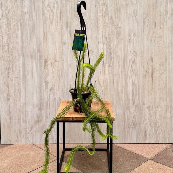 観葉植物：フペルジア スクアローサ*4号吊り Huperzia : 遊恵盆栽