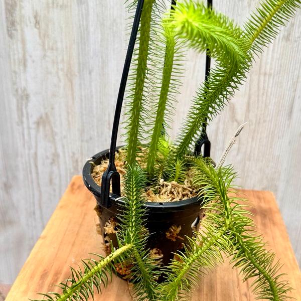 観葉植物：フペルジア スクアローサ*4号吊り Huperzia : 遊恵盆栽