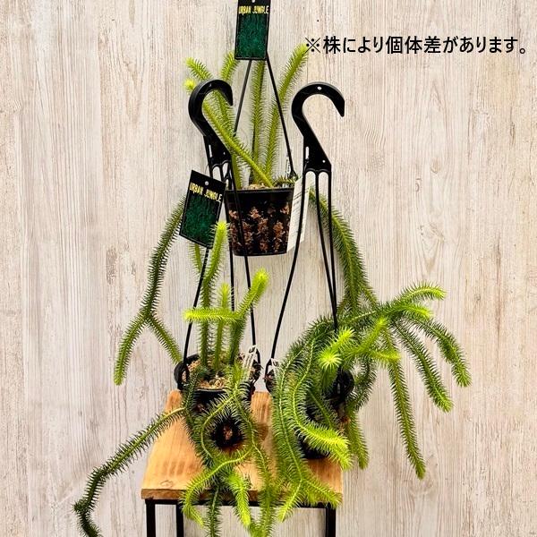 観葉植物：フペルジア スクアローサ*4号吊り Huperzia : 遊恵盆栽