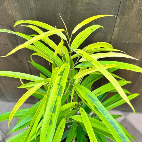 フィッカス・アムステルダム　インテリアポット入　リビングサイズ ficus-amsterdam-king-173_1.jpg