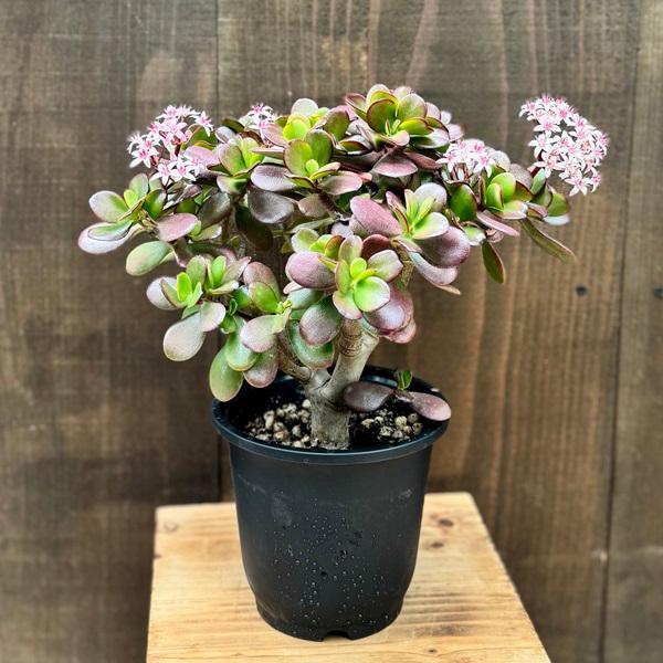 観葉植物：金のなる木 桜花月*5号 プラポット 多肉植物 カネノナルキ