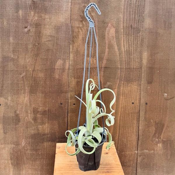 観葉植物：チランジア エアープランツ カーリースリム 吊り鉢*エア