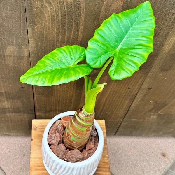 観葉植物：クワズイモ*鉢植え 受皿付 バークチップ : 遊恵盆栽 Yahoo