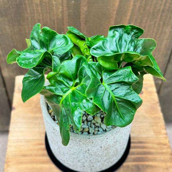 観葉植物 鉢色選べます：フィロデンドロン セローム アトム 鉢植え