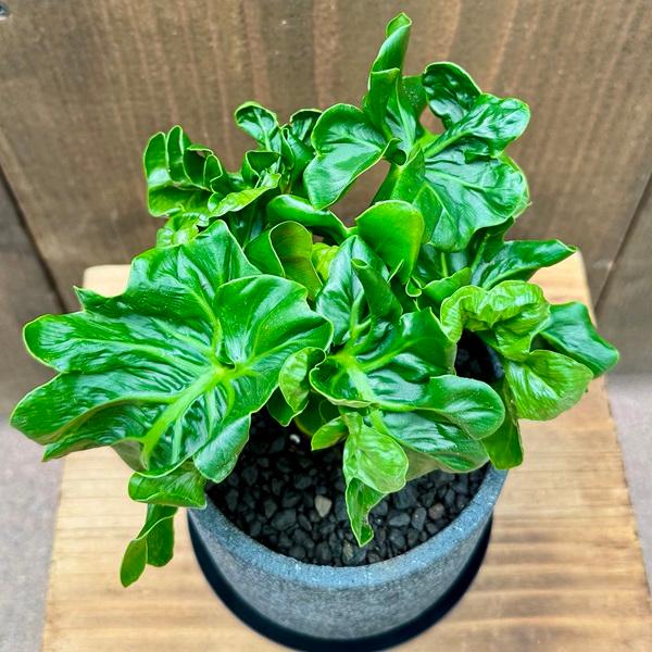 観葉植物 鉢色選べます：フィロデンドロン セローム アトム 鉢植え