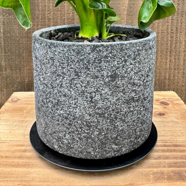 観葉植物 鉢色選べます：フィロデンドロン セローム アトム 鉢植え