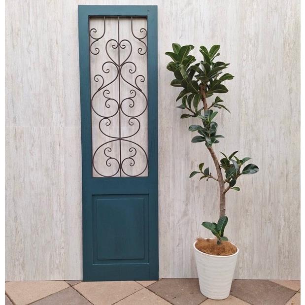 観葉植物：フィカス アポロゴムの木 鉢植え*8号セラアート 大型佐川便