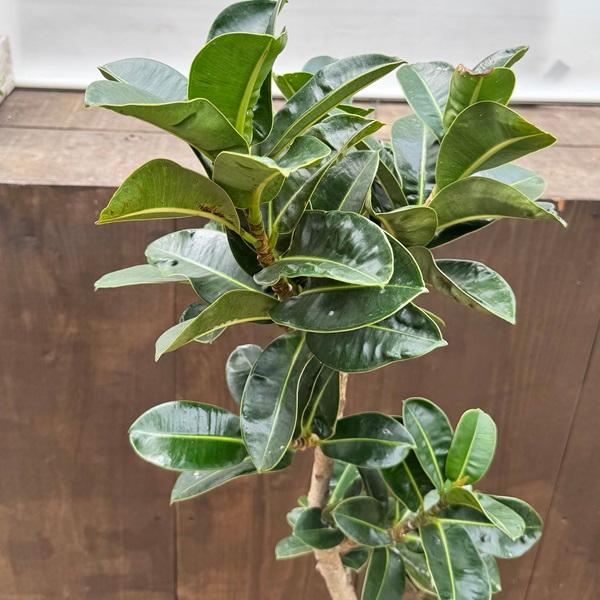 観葉植物：フィカス アポロゴムの木 鉢植え*8号セラアート 大型佐川便