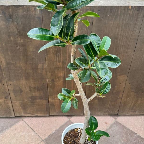 観葉植物：フィカス アポロゴムの木 鉢植え*8号セラアート 大型佐川便