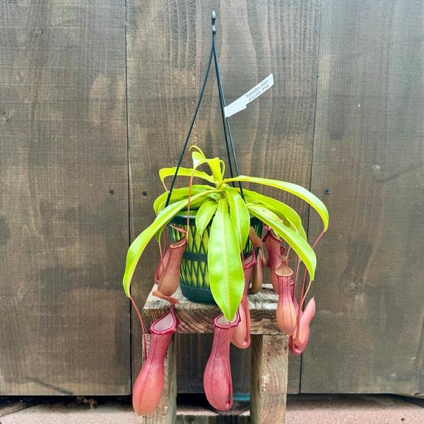 希少品種 観葉植物 食虫植物：ウツボカズラ ネペンテス アラータ*吊り