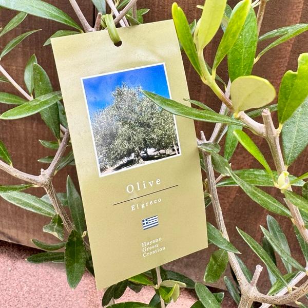 観葉植物：オリーブの木*5号 ネバディロ ブランコ エルグレコ 品種選べ