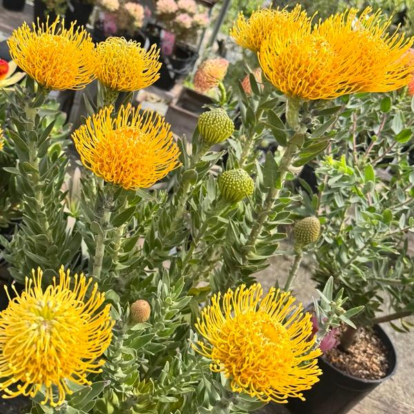 観葉植物 鉢花：リューコスペルマム カーニバルイエロー*リュウコ