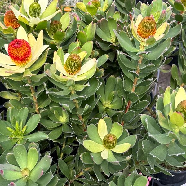 鉢花 観葉植物：リューカデンドロン サマーサン*5号 リュウカ