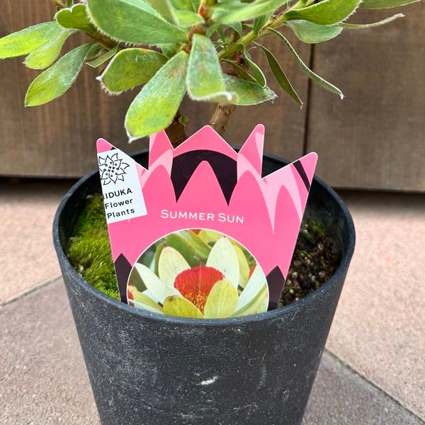 鉢花 観葉植物：リューカデンドロン サマーサン*5号 リュウカ