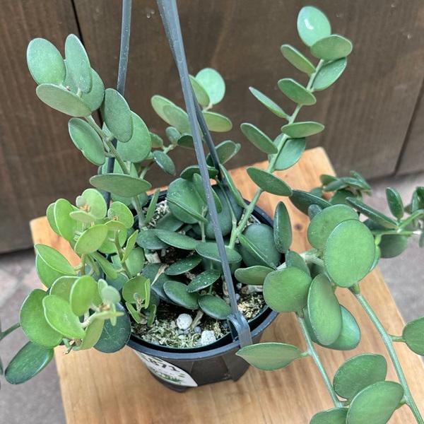観葉植物：緑の太鼓 グリーンドラム*4号吊り鉢 : 遊恵盆栽 Yahoo!店