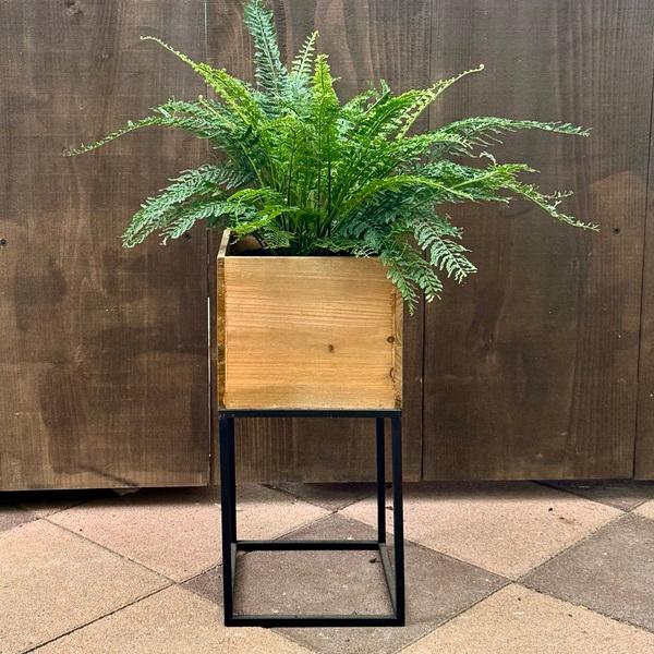 観葉植物 シダ植物：アスプレニウム ツンベルギー*プラスチック