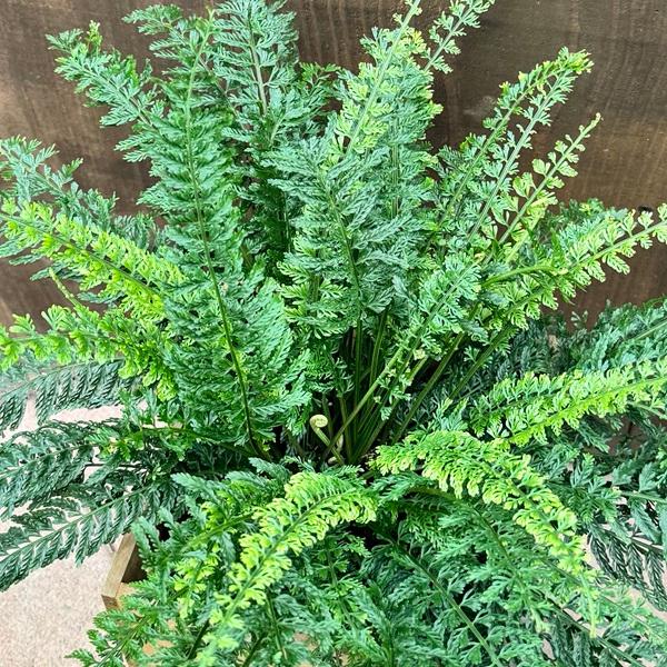 観葉植物 シダ植物：アスプレニウム ツンベルギー*プラスチック