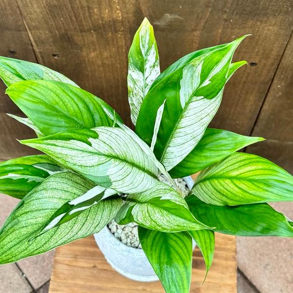 観葉植物：斑入りスパティフィラム 鉢植え*受皿付 スパッティ