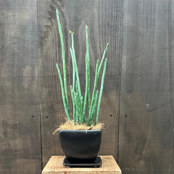 わ*様 多肉植物　ユーフォルビア　3.5寸8種8鉢　観葉植物 わ*様 多肉植物 ユーフォルビア 3.5寸8種8鉢 観葉植物 わ*