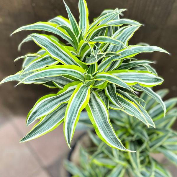 観葉植物：ドラセナ サプライズ 鉢カバー*麻布飾り付き 大型ヤマト便