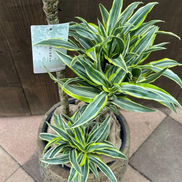観葉植物：ドラセナ サプライズ 鉢カバー*麻布飾り付き 大型ヤマト便
