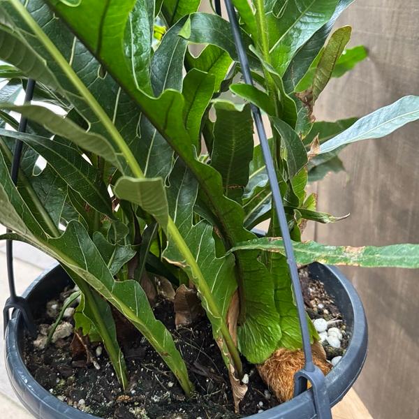 観葉植物：アグラモルファ コロナンス*カザリシダ 8号吊り : 遊恵盆栽