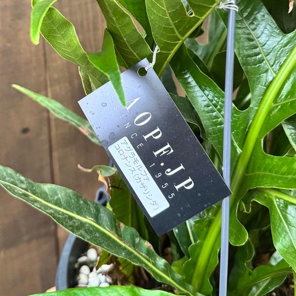 観葉植物：アグラモルファ コロナンス*カザリシダ 8号吊り : 遊恵盆栽