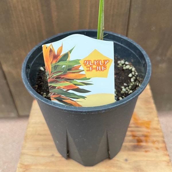 花苗 観葉植物：グレビレア ゴールド*5号 バイレヤナ : 遊恵盆栽 Yahoo