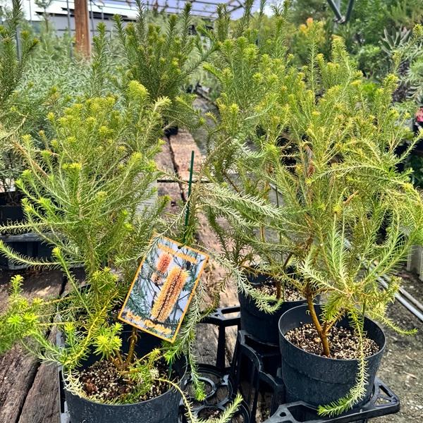 観葉植物 鉢花 苗：バンクシア エリシフォリア*6号 ヒース