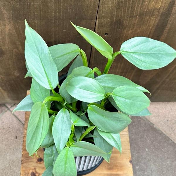 観葉植物：フィロデンドロン シルバーメタル 鉢植え*受皿付 : 遊恵盆栽 